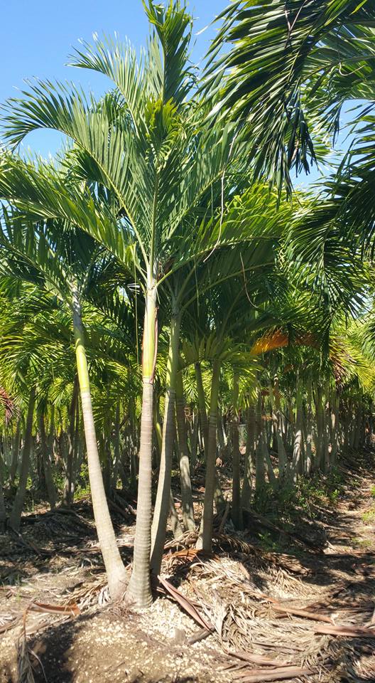 Field Grown Wholesale Palms